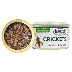 Canned Crickets