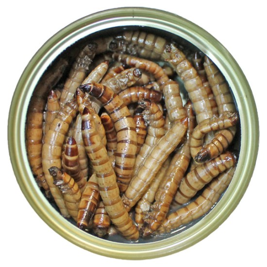 Canned Superworms 35g