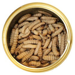 Canned Wax Worms 35g